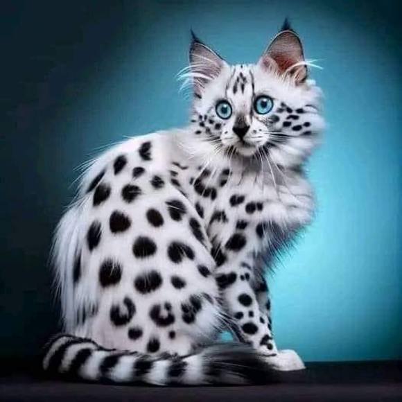 Meet your Posher, Tanya - Picture 1 of 1